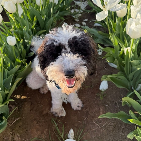 Lilo, the sheepadoodle curator
